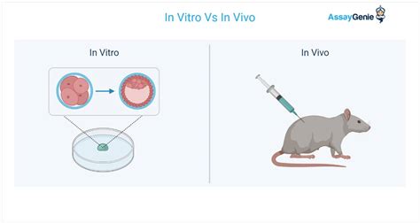 Различные подходы к определению рода in vitro et in vivo