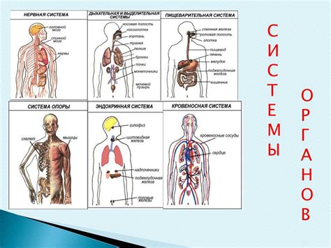 Различные системы организма