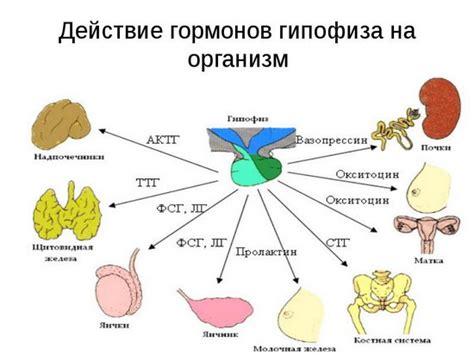 Различные факторы, влияющие на уровень гормонов