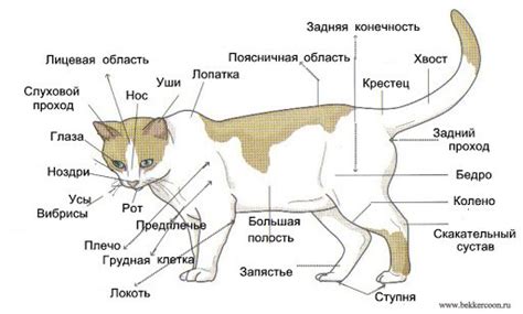 Разметка лица и тела кошки