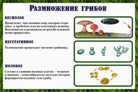 Размножение грибов и растений