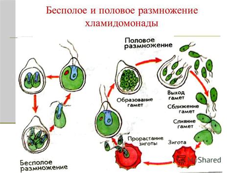 Размножение дрожжей: бесполое и половое