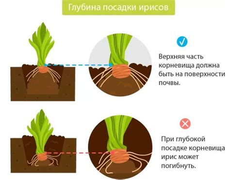 Размножение ирисов: простой способ для начинающих