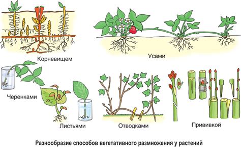 Размножение и наследственность