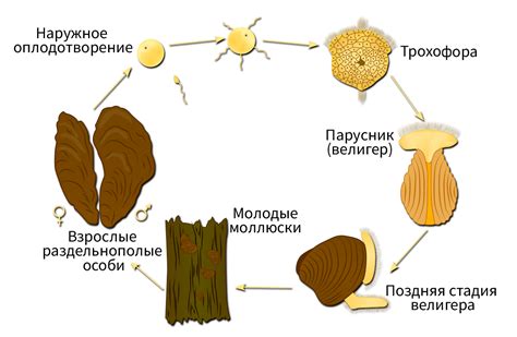 Размножение и общение