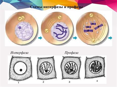 Размножение и передача генетической информации