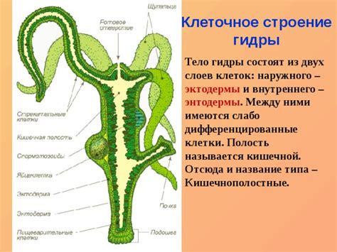 Размножение и регенерация: способности внутреннего слоя гидры