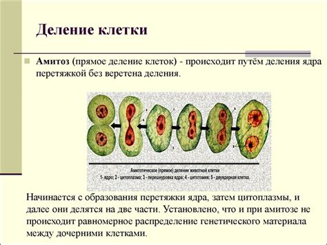 Размножение клеток