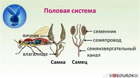 Размножение комаров: роль половых органов