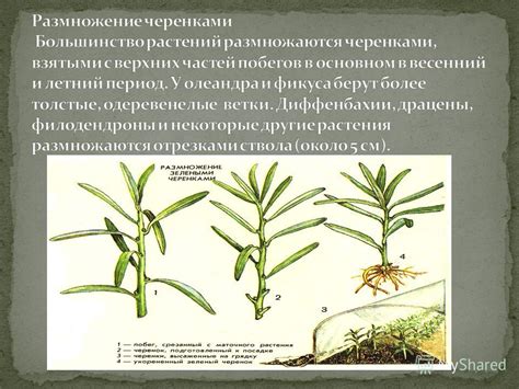 Размножение семенами