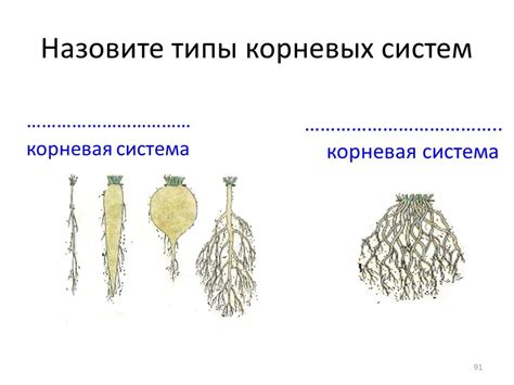 Размягчение и чернение корней