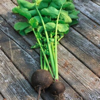 Разница во вкусе и аромате между голубым и синим Ред Буллом