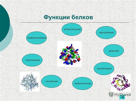 Разнообразие защитных функций белков