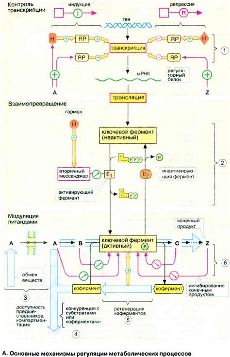 Разнообразие метаболических процессов