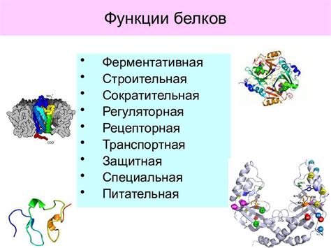 Разнообразие функций белков