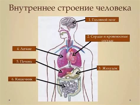 Разнообразные органы человека: внутренние и внешние