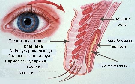 Разные веки: причины и диагностика