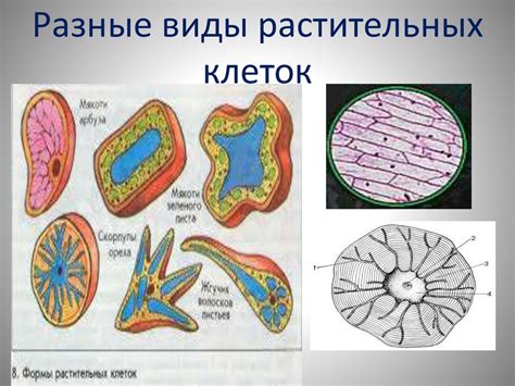 Разные виды "бахчи"