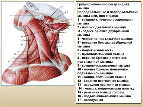 Разогревание мышц головы и шеи