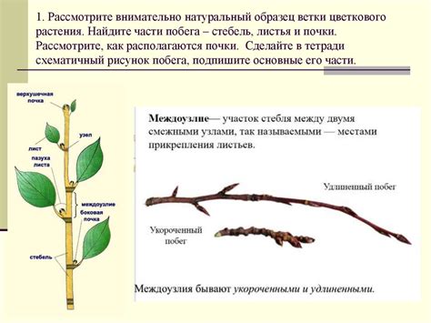 Разработайте стебель и листья