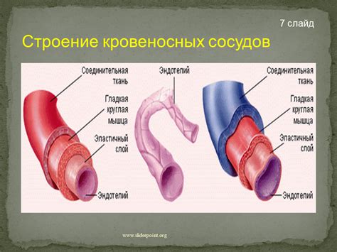 Разрушение стенок кровеносных сосудов