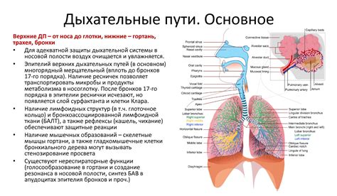 Ранние инфекции дыхательных путей