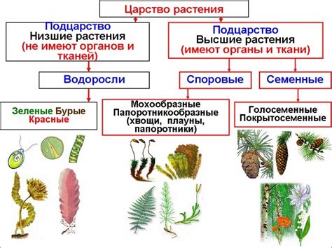 Распознавание ростков: основные признаки и особенности