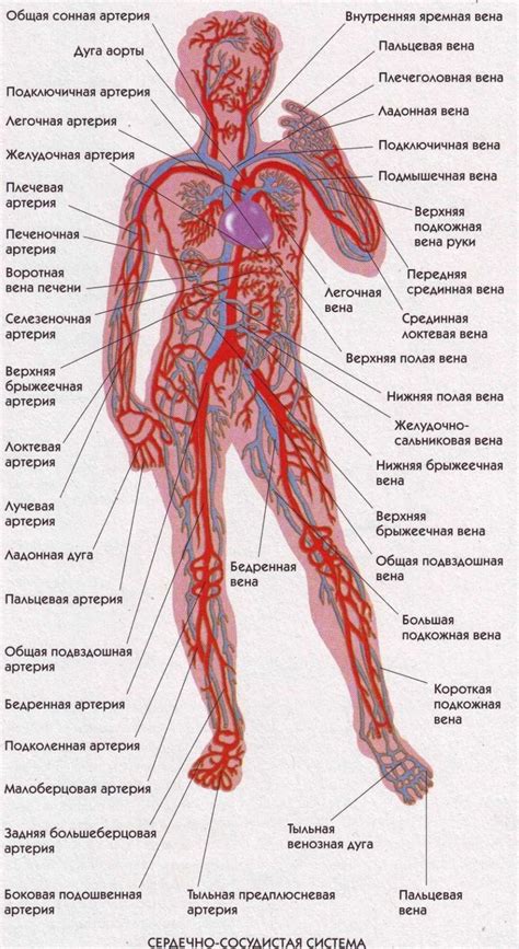 Расположение венской системы в организме человека