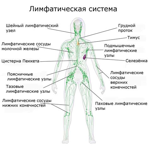 Расположение на теле