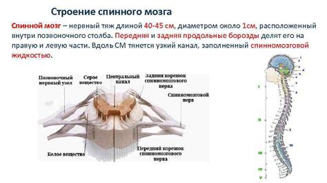 Расположение спинного мозга и его защитный механизм