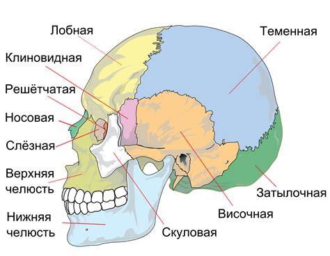 Расположение черепа и лица