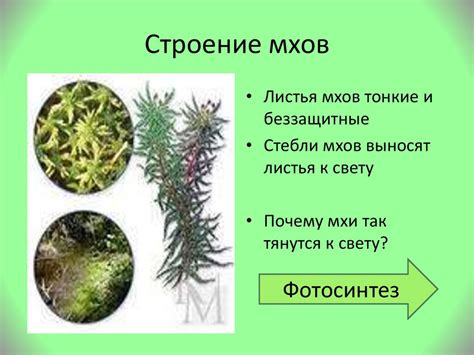 Распространение и местообитание мха