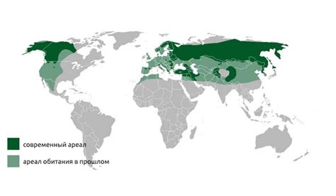 Распространение и место обитания воробьев