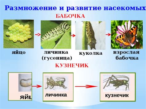 Распространение и размножение вредителя