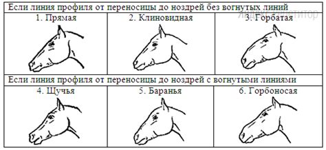 Рассмотрите характеристики породы