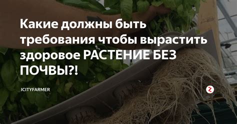 Растение и плоды должны быть здоровыми