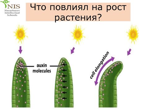 Растения, всегда находящиеся в движении