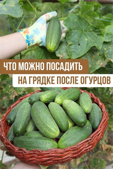 Растения, которые можно посадить после огурцов