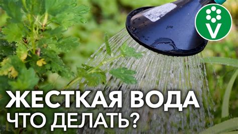 Растения и дистиллированная вода: основные последствия