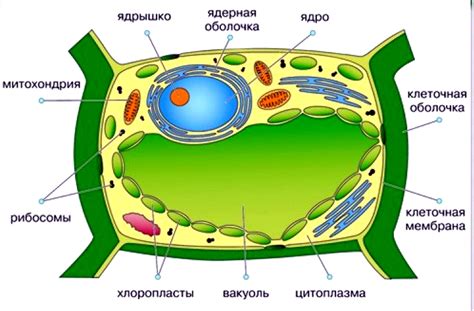 Растительная клетка: что входит в ее состав