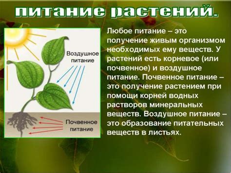 Растительное питание: фотосинтез и фототрофия