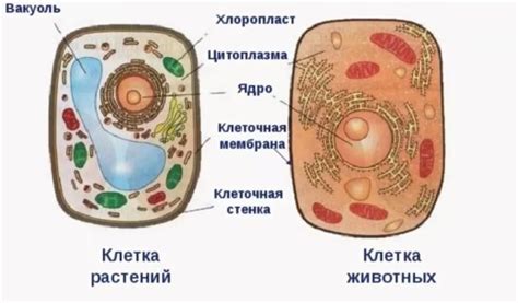 Растительные и грибные клетки: сходства и различия