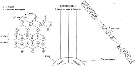 Растяжимость и чувствительность