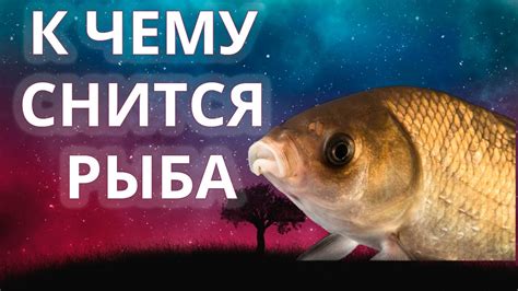 Расшифровка снов: что означает, когда приснилась рыба в ванной