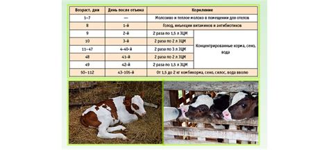 Рацион кормления