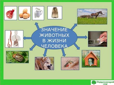 Рацион питания животных 3 класс окружающий мир