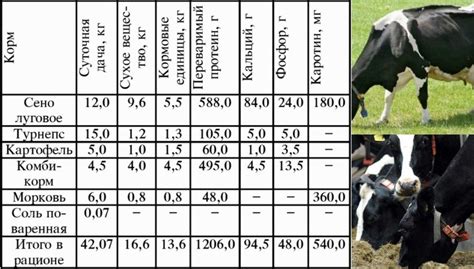 Рацион питания коров