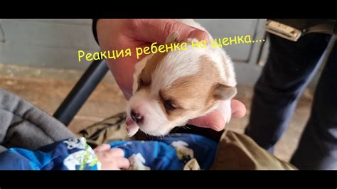 Реакция маленького ребенка на паучка