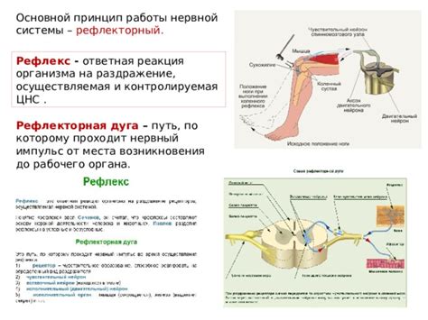 Реакция нервной системы на высокую температуру