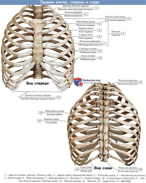 Ребра и грудная клетка